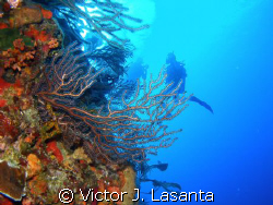 above the edge of the wall at v.j.levels dive site in par... by Victor J. Lasanta 